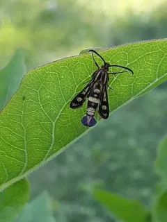 cypress spurge clearwing thumbnail 4