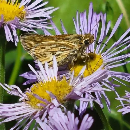 Sandhill Skipper