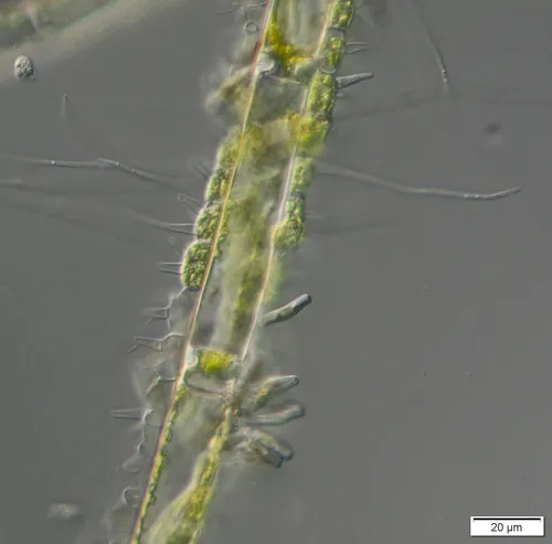 Aphanochaete repens
