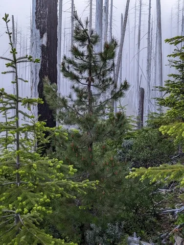 knobcone pine