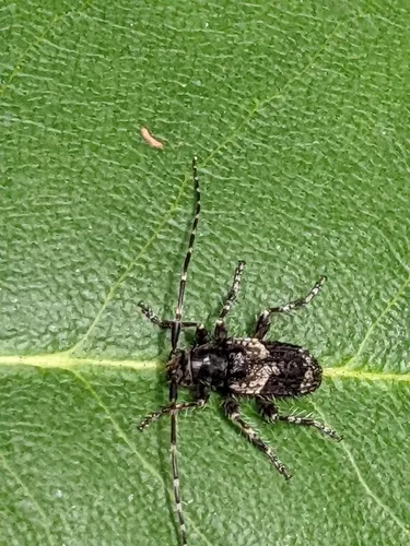 Poliaenus obscurus