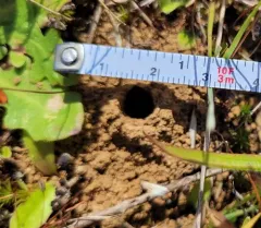 Priocnemis oregona thumbnail 2