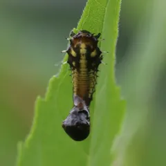 Sunflower Tortoise Beetle thumbnail 3