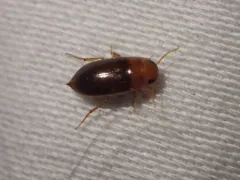 Celina angustata thumbnail 4