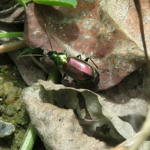 Müller's Harp Ground Beetle