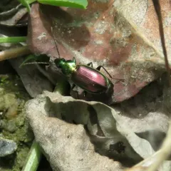 Müller's Harp Ground Beetle thumbnail 1