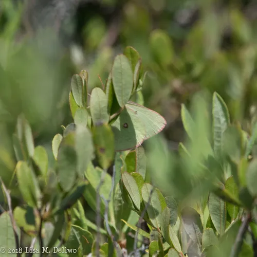 Pink-edged Sulphur