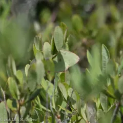 Pink-edged Sulphur thumbnail 1