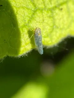 Colladonus geminatus thumbnail 2