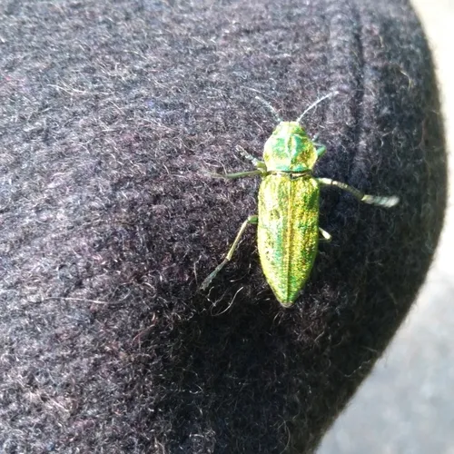 Western Cedar Borer