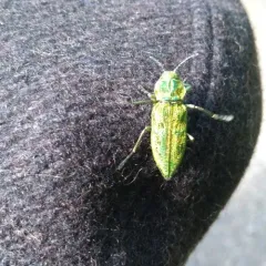 Western Cedar Borer thumbnail 1