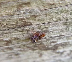 Ghelna canadensis thumbnail 3