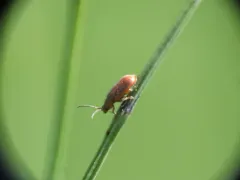 Golden Loosestrife Beetle thumbnail 4