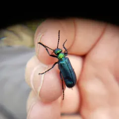 Green Blister Beetle thumbnail 3