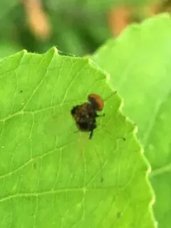 Chrysopilus basilaris thumbnail 4