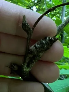 Oriental Chestnut Gall Wasp thumbnail 3