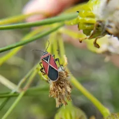 White-crossed Seed Bug thumbnail 3
