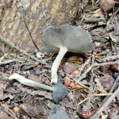 Helvella fibrosa thumbnail 1
