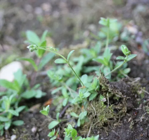 Little Mouse-ear