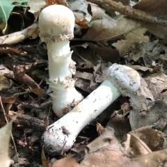 Amanita Mold thumbnail 4
