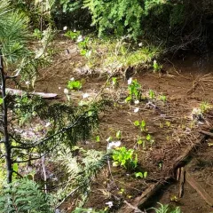 elkslip marsh-marigold thumbnail 2
