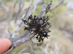 Coastal Thornbush Lichen thumbnail 4