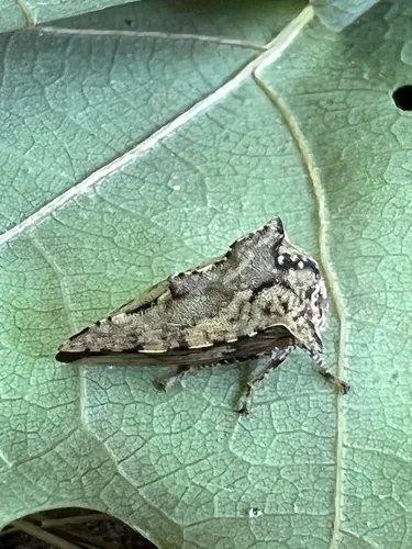 Heliria cristata