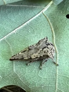 Heliria cristata thumbnail 1