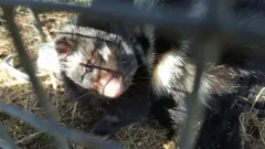 Plains Spotted Skunk thumbnail 2