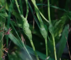 Catsear Gall Wasp thumbnail 2