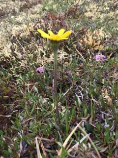 Dark Purple Groundsel thumbnail 2
