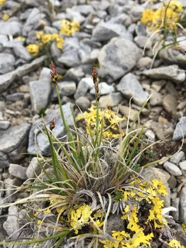 alpine sedge