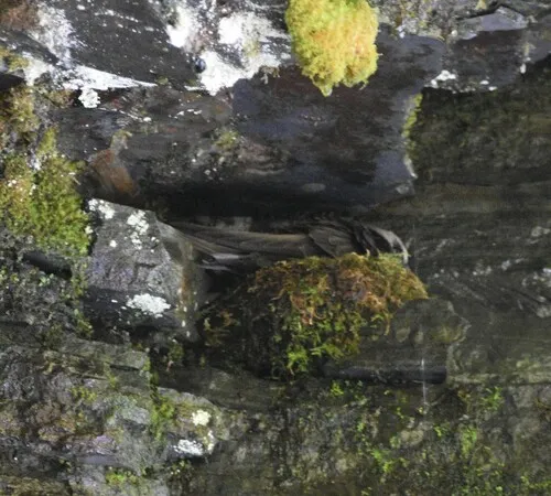 Black Swift