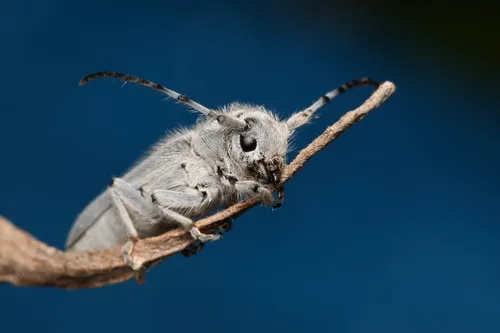 Mecas bicallosa