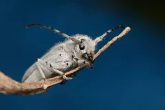 Mecas bicallosa thumbnail 1