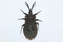Aradus inornatus thumbnail 2