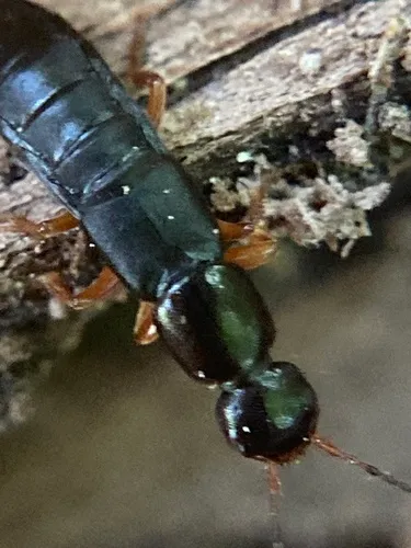 Ocypus brunnipes