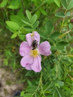 Kern's Flower Scarab thumbnail 2