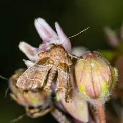 Dimorphic Tosale Moth thumbnail 2
