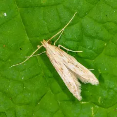 Burdock Seedhead Moth thumbnail 3