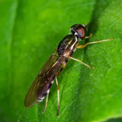Sargus fasciatus thumbnail 1