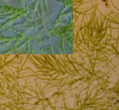 Draparnaldia mutabilis thumbnail 2
