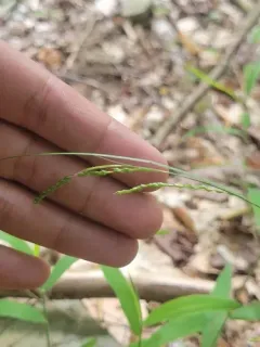 summer sedge thumbnail 3