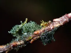 Leptogidium dendriscum thumbnail 4