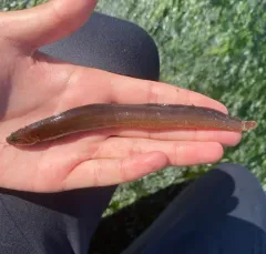 Black Prickleback thumbnail 3