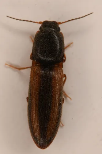Imitative Click Beetle