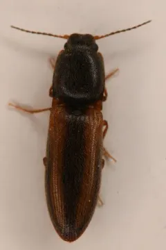 Imitative Click Beetle thumbnail 1