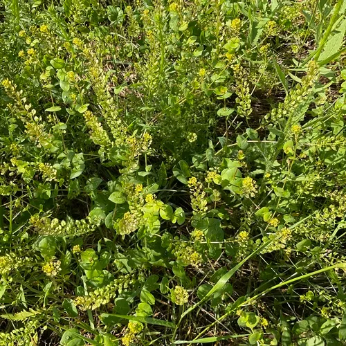 clasping pepperweed
