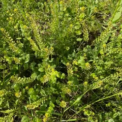 clasping pepperweed thumbnail 1