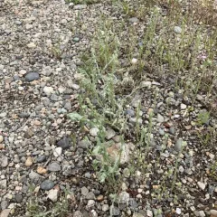 field fluffweed thumbnail 2